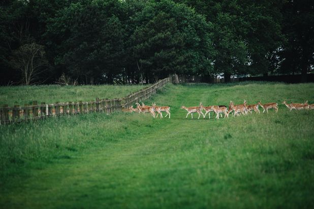 Amy & Andy’s Pre Wedding Photo Shoot at Wollaton Deer Park!
