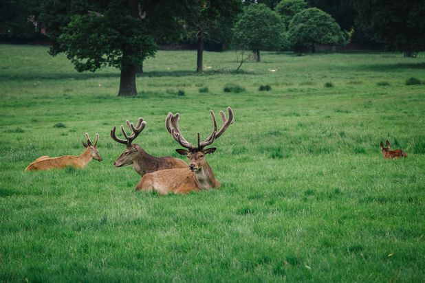 Amy & Andy’s Pre Wedding Photo Shoot at Wollaton Deer Park!