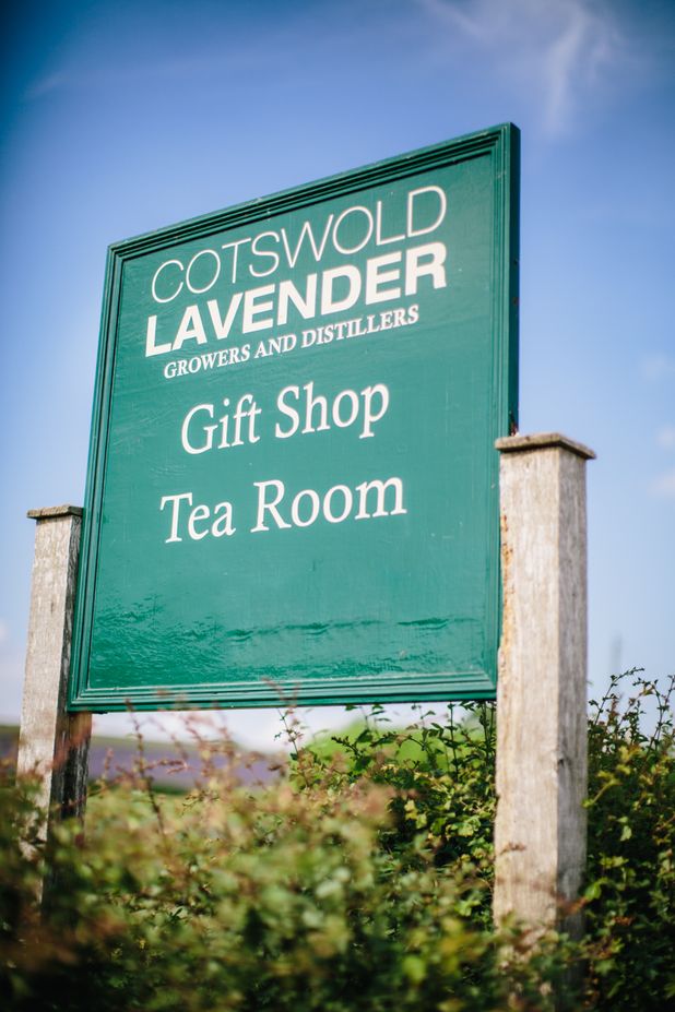 Carley & Phil’s Pre Wedding Shoot at the Cotswold Lavender Fields