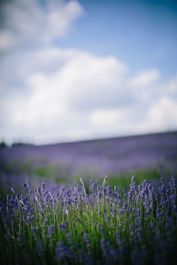 Carley & Phil’s Pre Wedding Shoot at the Cotswold Lavender Fields